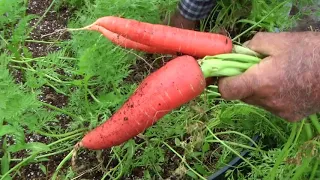 Growing Vegies in Containers.  Ep. 8