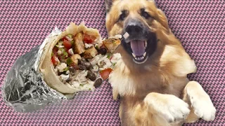 Homeless German Shepherd Eats Burrito For The First Time (Happy Adoption Story)