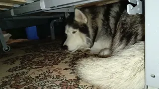 юморит, 9ый год собаке идёт #хаски #husky