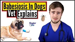 What To Do When Your Dog Gets Tick Fever? This Is URGENT! | Vet Explains