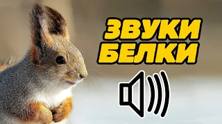 Звук белки: какой звук издают белки?