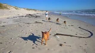 Cape Town - Walking along the beach escaping the waves