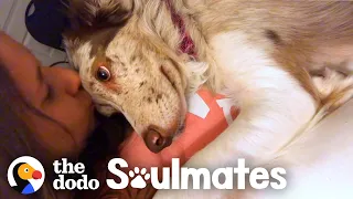 Dog Stares Adoringly At Her Mom All Day Long | The Dodo Soulmates