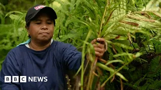 Sierra Madre: Fighting to save what's left of a vital rainforest in the Philippines – BBC News