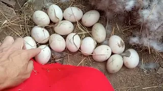 Утки сели на яйца. Почему я кладу много яиц в гнёзда  уткам