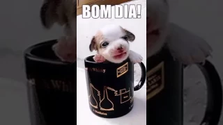 Bom diaaa ❤ por favor Olhem a descrição de um recadinho para vocês 😘