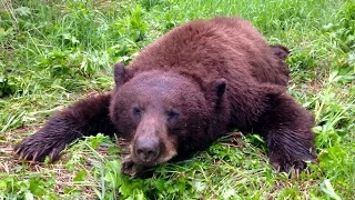 Giant Bear!!! Up close and personal! | S1E01 | Limitless Outdoors