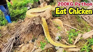 Python Hiding Under a Rotten Tree Eating Worms | Mike Vlogs