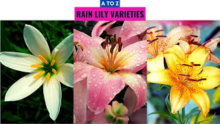 Rain Lily Varieties A to Z