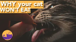 HELP My Cat Won't Eat - TOP Reasons and How to Help!