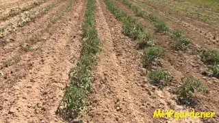 Planting Tomatoes, Down Deep or in a Trench, Which Way is Best?