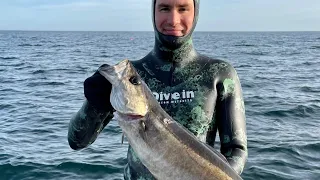 Spearfishing UK- Winter to Spring Back in the Blue