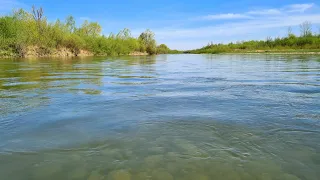 Рибалка на річці Прут в Квітні. Головень На  Спінінг