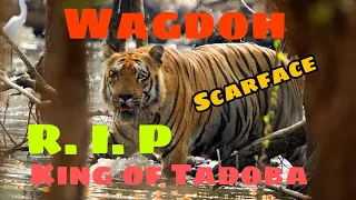 Wagdoh Male (King of Tadoba jungle) is no more R. I.P