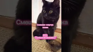 Смешная озвучка🤣 #cat #уральскиепельмени