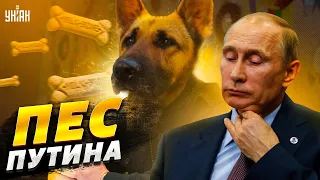 Орденоносный пес: Путин жестко отмедалил Кадырова