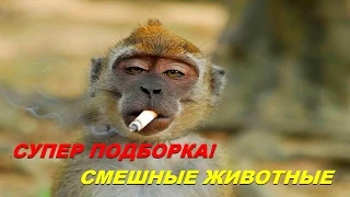 Новинка! Супер Прикольная подборка смешных животных