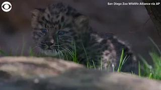 Rare leopard twins born at San Diego Zoo