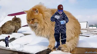 Маг и Волшебник Артем и #сибирские_кошки Magician and Wizard Artem #siberian_cats  #cats