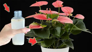 1 Bottle Per Month! Anthurium Blooms Non-stop All Year Long
