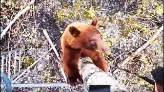 Black Bear Hunting in Manitoba's Parkland - Riverside Lodge