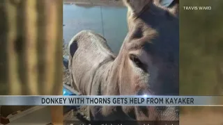 Lake Pleasant kayaker has unexpected close-up with a donkey that seemingly asks for his help