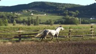 Grey Gelding For sale by Mystique's Manolete