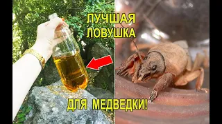 Самая Эффективная Ловушка для Медведки на Пиво Как Поймать Медведку в Огороде на Пивную Ловушку