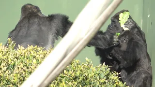 Father gorilla outraged at the sight of his son eating with his mother. / Shabani Group