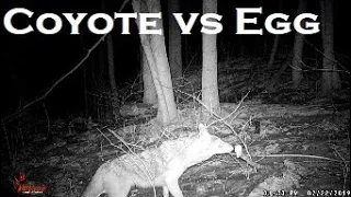 Trailcam Times: Baiting a coyote with an....egg?