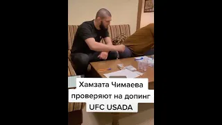 Хамзата Чимаева проверяют на допинг UFC USADA #Shorts