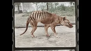 Tasmanian Tiger in Colour