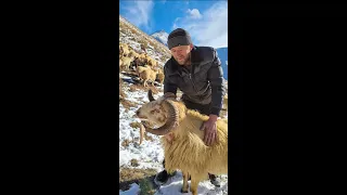Как живет одинокий чабан в горах Дагестана?