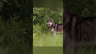 The boy made the wolf his friend. #shorts #viral