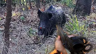 Omak yaban domuzu avımız / Wild boar hunting
