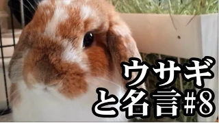 「ウサギと名言」＃８　Rabbit & Witticism