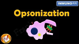 Opsonization (FL-Immuno/11)
