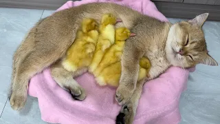 The little duck treats the kitten like a duck mother! cat and duckling sleeping cute and funny😂