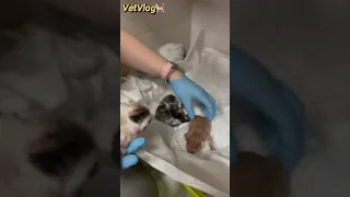 Новая жизнь, и не одна ☝️ 🐈 #animal #vet #vetvlog #veterinary