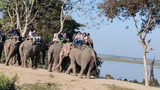 Elephant Safari at Kaziranga, Assam