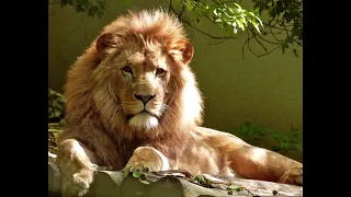 Lion Documentary HD // Legends Never Die
