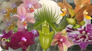 Замечательный завоз редких орхидей в Сочи. Фаленопсисы, парфюмерные фабрики, башмачок.