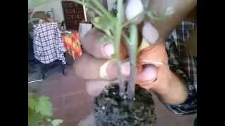 Cómo combatir el mildiu en una planta de tomate, desde el huerto de Esther. Tembleque.