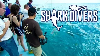 Shark Divers - Official Trailer | DocuBay #StreamingDocumentaries