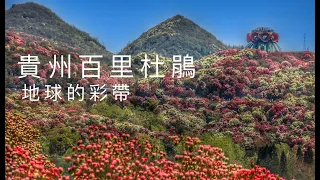 貴州百里杜鵑/全世界最大的自然花園/中國貴州旅遊