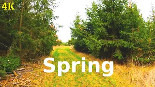 Morning Spring Walk | 4K | ASMR | Virtual Walking | Nature Hike | Forest Trail | Pure Sounds Of Walk