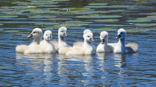 Happy family 🇨🇦#swan #swans #baby #天鹅 #bbcearth #spring #animals #wildlife #cuteanimals #2024shorts