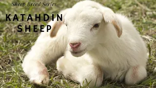 Sheep Breed Series: Katahdin Sheep