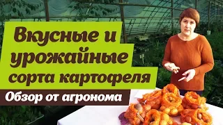 Какие сорта картофеля выбрать. Советы агронома