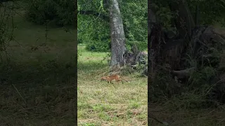 Лиса в парке Санкт-Петербурга #Павловск #fox #animalsvideo